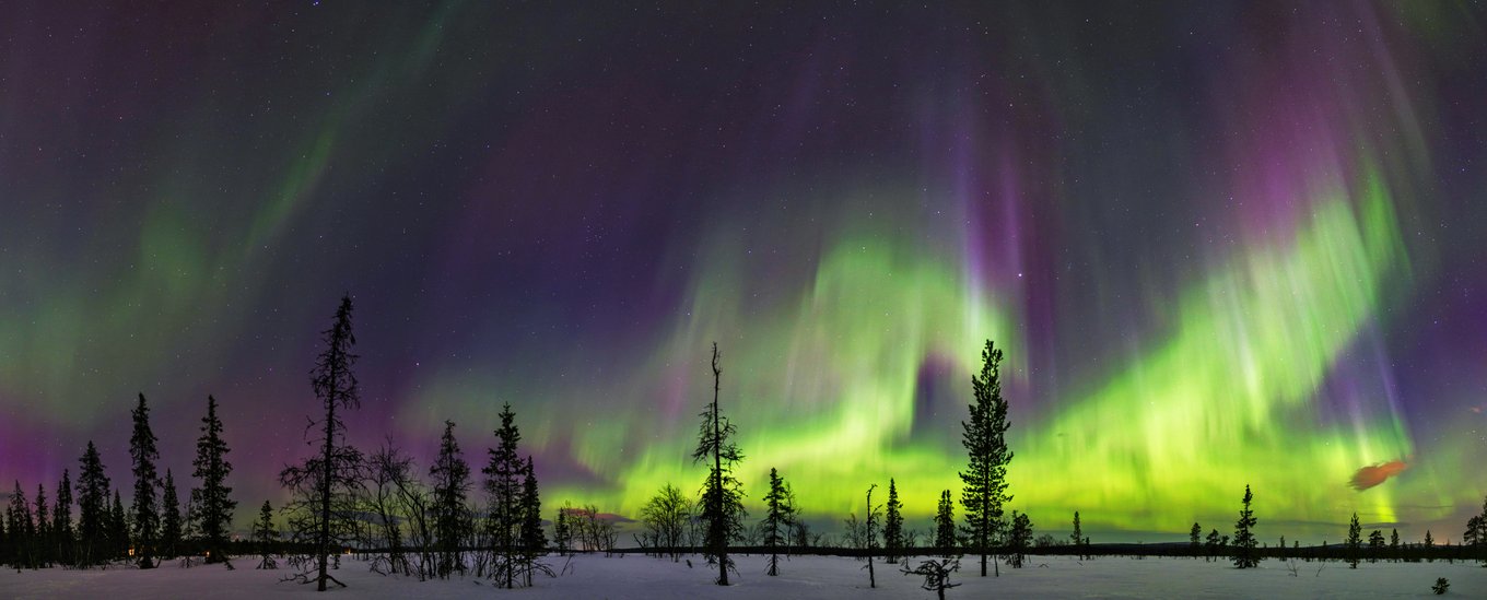 A pine forest under the aurora